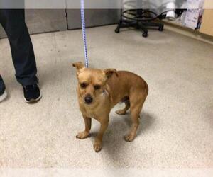 Chiweenie Dogs for adoption in Riverside, CA, USA