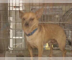 Chihuahua Dogs for adoption in Tonopah, AZ, USA