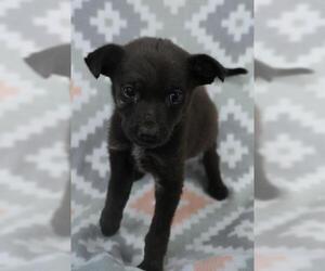 Mutt Dogs for adoption in Thief River Falls, MN, USA