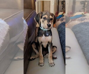 Mutt Dogs for adoption in Springdale, PA, USA