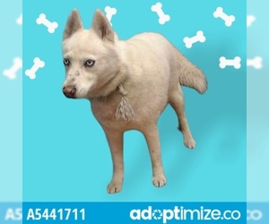 Siberian Husky-Unknown Mix Dogs for adoption in Downey, CA, USA