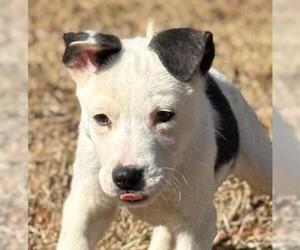 Border Collie-Unknown Mix Dogs for adoption in Yardley, PA, USA