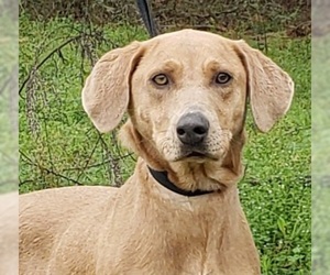 Labmaraner Dogs for adoption in Wetumpka, AL, USA