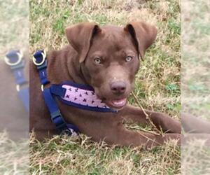 Labrador Retriever-Unknown Mix Dogs for adoption in Houston, TX, USA