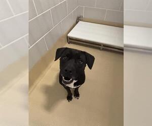 American Staffordshire Terrier-Unknown Mix Dogs for adoption in Grand Prairie, TX, USA