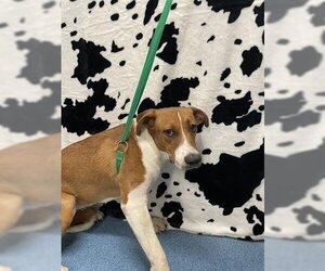 Labrador Retriever Dogs for adoption in Pearland, TX, USA