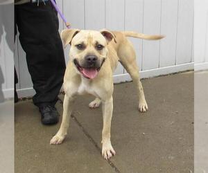 Mastador Dogs for adoption in Louisville, KY, USA