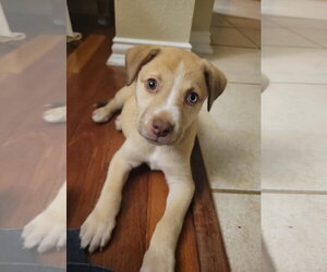 Medium Photo #1 Chihuahua-Siberian Husky Mix Puppy For Sale in Missouri City, TX, USA