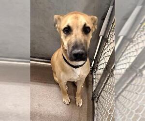 German Shepherd Dog-Staffordshire Bull Terrier Mix Dogs for adoption in HESPERIA, CA, USA
