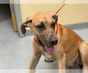 Great Dane Dogs for adoption in Orange, CA, USA