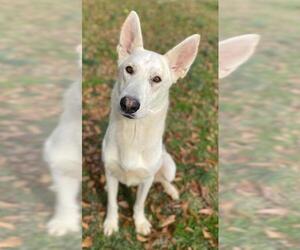 German Shepherd Dog Dogs for adoption in Little Rock, AR, USA