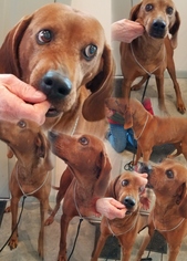 Vizsla Dogs for adoption in Westminster, MD, USA