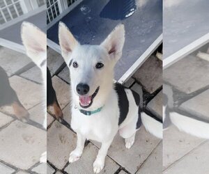 Australian Shepherd-Huskies  Mix Dogs for adoption in Lonsdale, AR, USA
