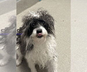 Chihuahua-Poodle (Toy) Mix Dogs for adoption in Las Vegas, NV, USA