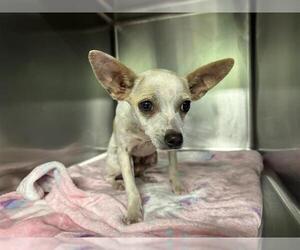 Chihuahua-Unknown Mix Dogs for adoption in Grand Prairie, TX, USA