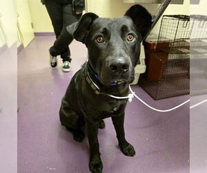 Labrador Retriever Dogs for adoption in Long Beach, CA, USA