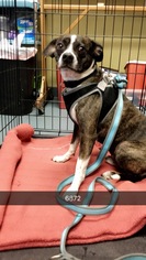 Boston Huahua Dogs for adoption in Chico, CA, USA