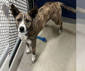 Mutt Dogs for adoption in Sterling, MA, USA