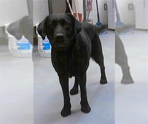 Labrador Retriever-Unknown Mix Dogs for adoption in Fayetteville, NC, USA