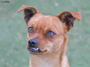 Medium Photo #1 Chug Puppy For Sale in Ojai, CA, USA