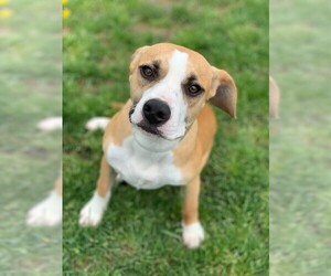 Beagle-Unknown Mix Dogs for adoption in Howell, MI, USA