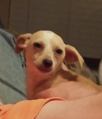 Rat Terrier-Unknown Mix Dogs for adoption in HOUSTON, TX, USA