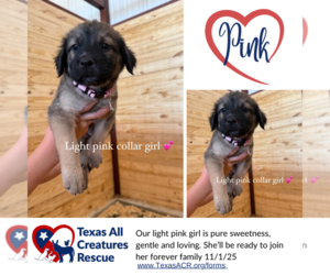 Italian Greyhound-Labrador Retriever Mix Dogs for adoption in Lillian, TX, USA