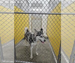 Siberian Husky Dogs for adoption in Temple, TX, USA