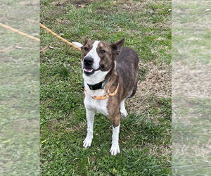 Mutt Dogs for adoption in Evansville, IN, USA