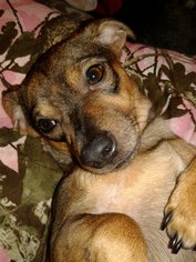 Dachshund Dogs for adoption in Benton, AR, USA