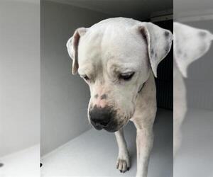 American Pit Bull Terrier Dogs for adoption in Houston, TX, USA