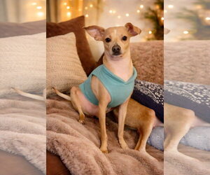 Miniature Pinscher-Unknown Mix Dogs for adoption in Escondido, CA, USA