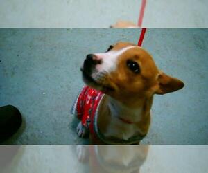 Mutt Dogs for adoption in Tulsa, OK, USA