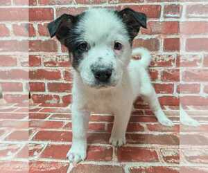 Mutt Dogs for adoption in Lakewood, CO, USA