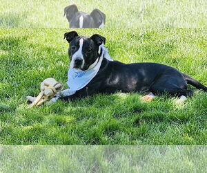 American Pit Bull Terrier-American Staffordshire Terrier Mix Dogs for adoption in Princeton, MN, USA