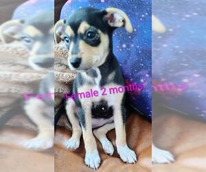 Chihuahua-Unknown Mix Dogs for adoption in San Antonio, TX, USA