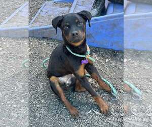 Rottweiler Dogs for adoption in Hillsboro, NH, USA