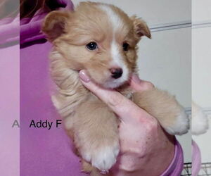 Pomeranian-Unknown Mix Dogs for adoption in Studio City, CA, USA