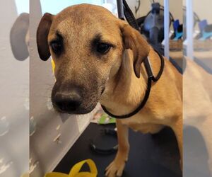 Mutt Dogs for adoption in Carrollton, TX, USA