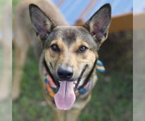 German Shepherd Dog Dogs for adoption in San Antonio, TX, USA