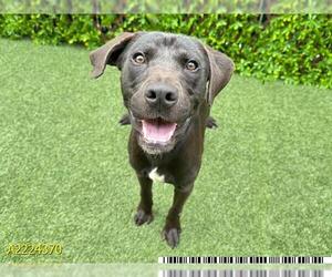 Labrador Retriever Dogs for adoption in West Palm Beach, FL, USA