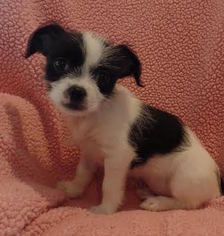 Jack-Rat Terrier Dogs for adoption in Palo Alto, CA, USA