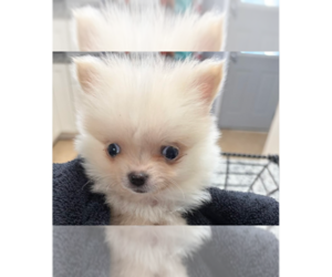 Pomeranian Dogs for adoption in Springdale, PA, USA