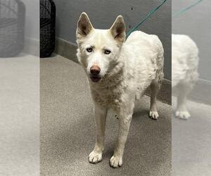Huskies -Unknown Mix Dogs for adoption in Las Vegas, NV, USA