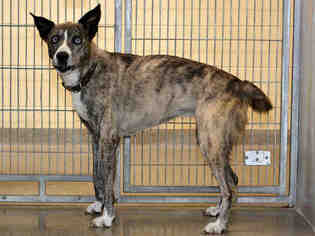 Ausky Dogs for adoption in West Valley, UT, USA