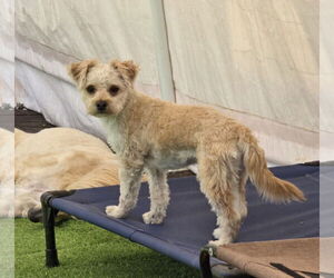 Poodle (Miniature)-Unknown Mix Dogs for adoption in Sandy, UT, USA