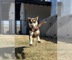 Siberian Husky Dogs for adoption in Temple, TX, USA