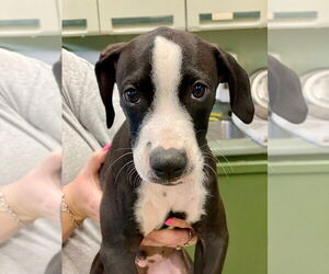 Boxer Dogs for adoption in Austin, TX, USA