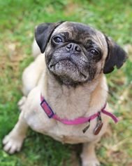 Pug Dogs for adoption in Parker Ford, PA, USA