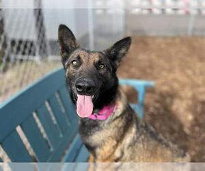 Mutt Dogs for adoption in Denver, CO, USA